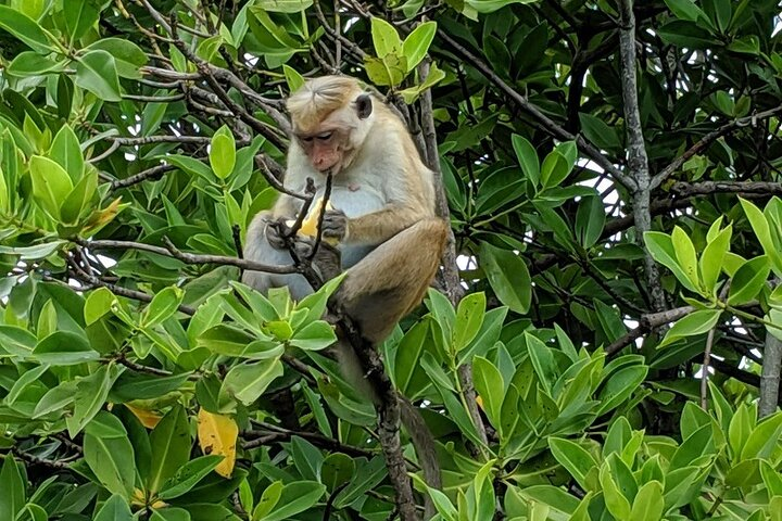 3 Hours Lagoon Tour to Monkey Island  - Photo 1 of 5